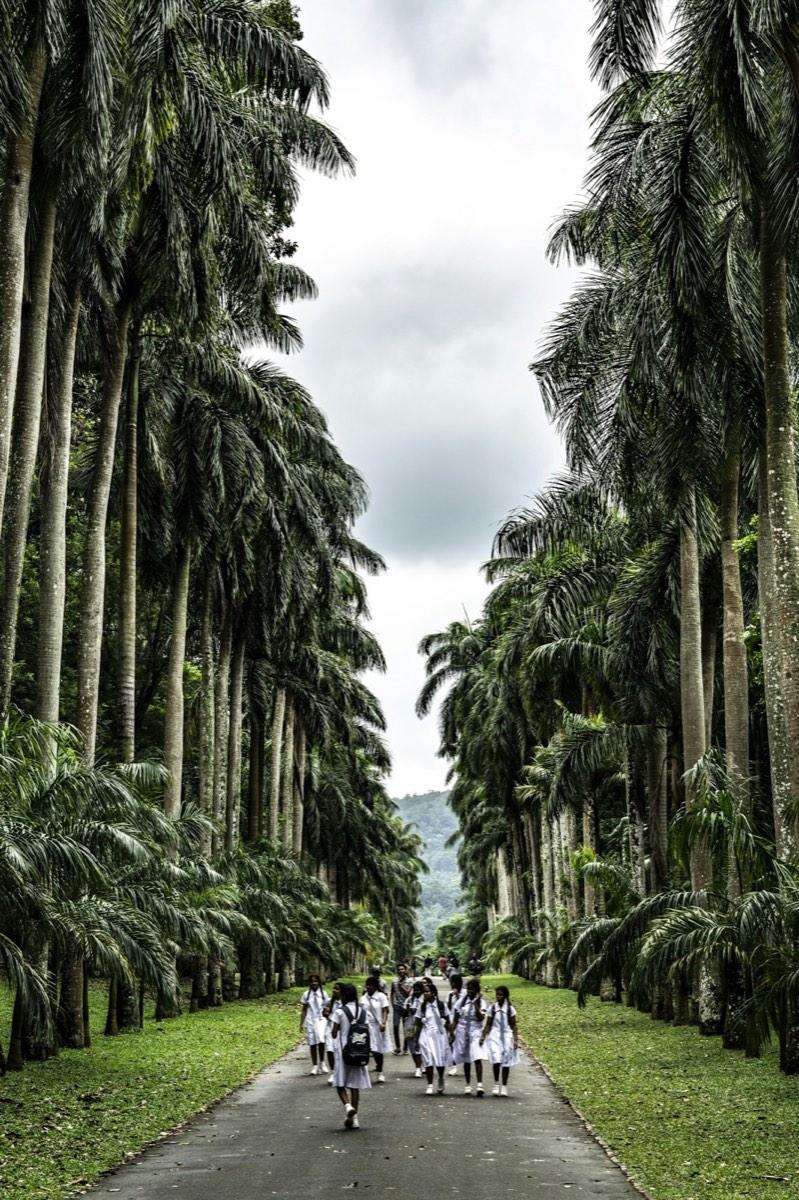 Schoolgirls walking down an avenue of royal palms in Kandy